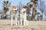 AKITA INU 124